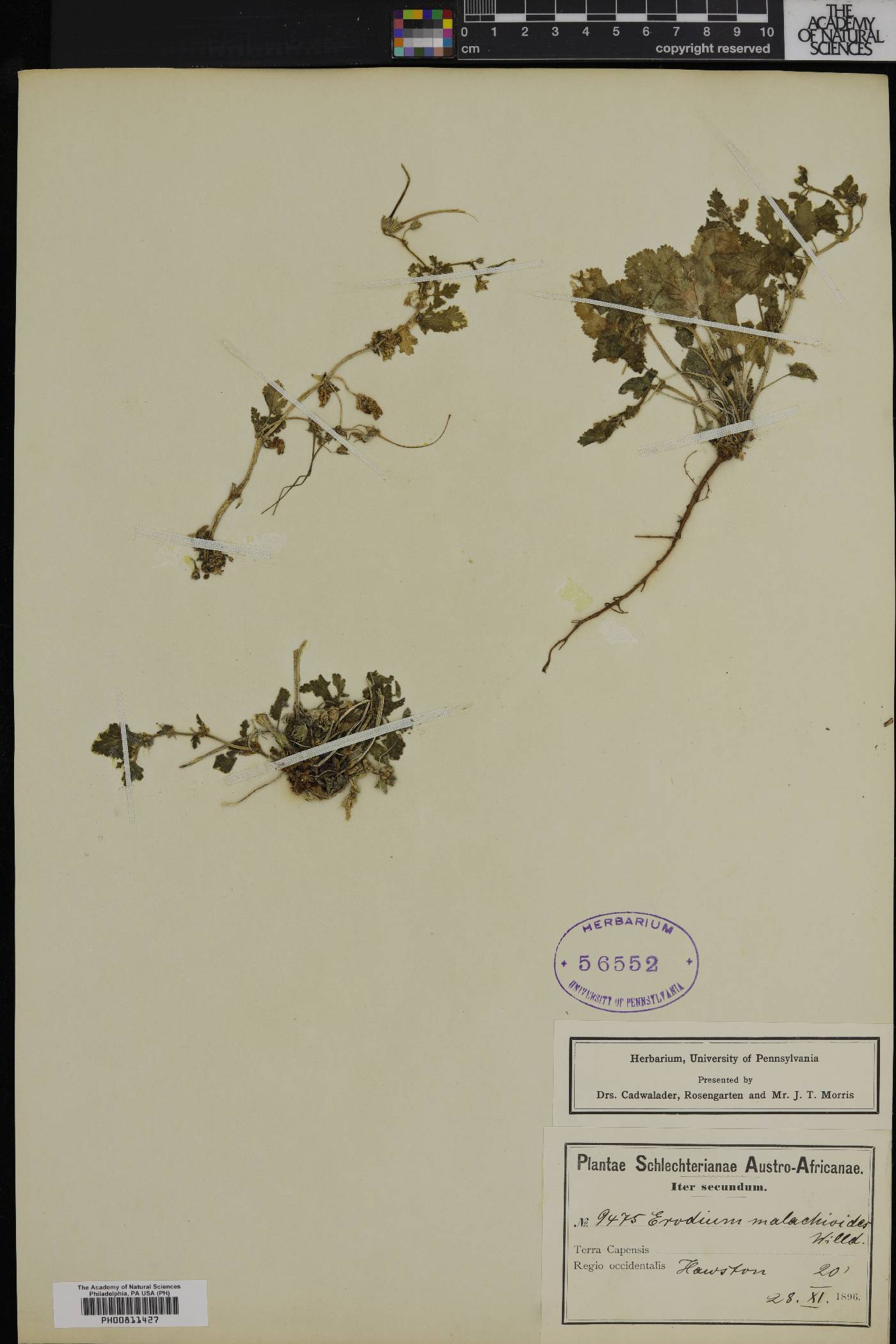 Erodium malachoides image