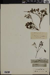 Image of Pelargonium incarnatum