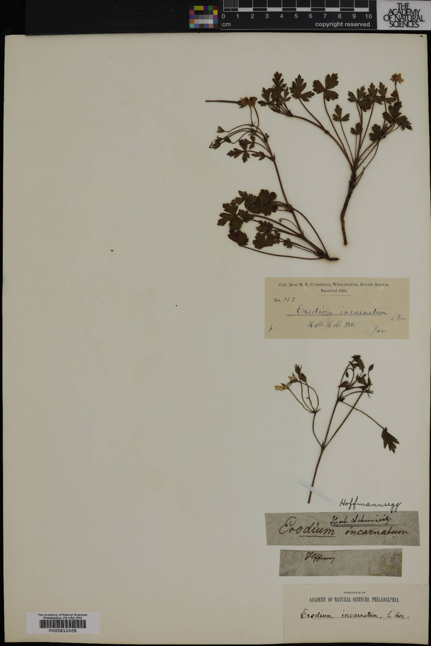 Pelargonium incarnatum image