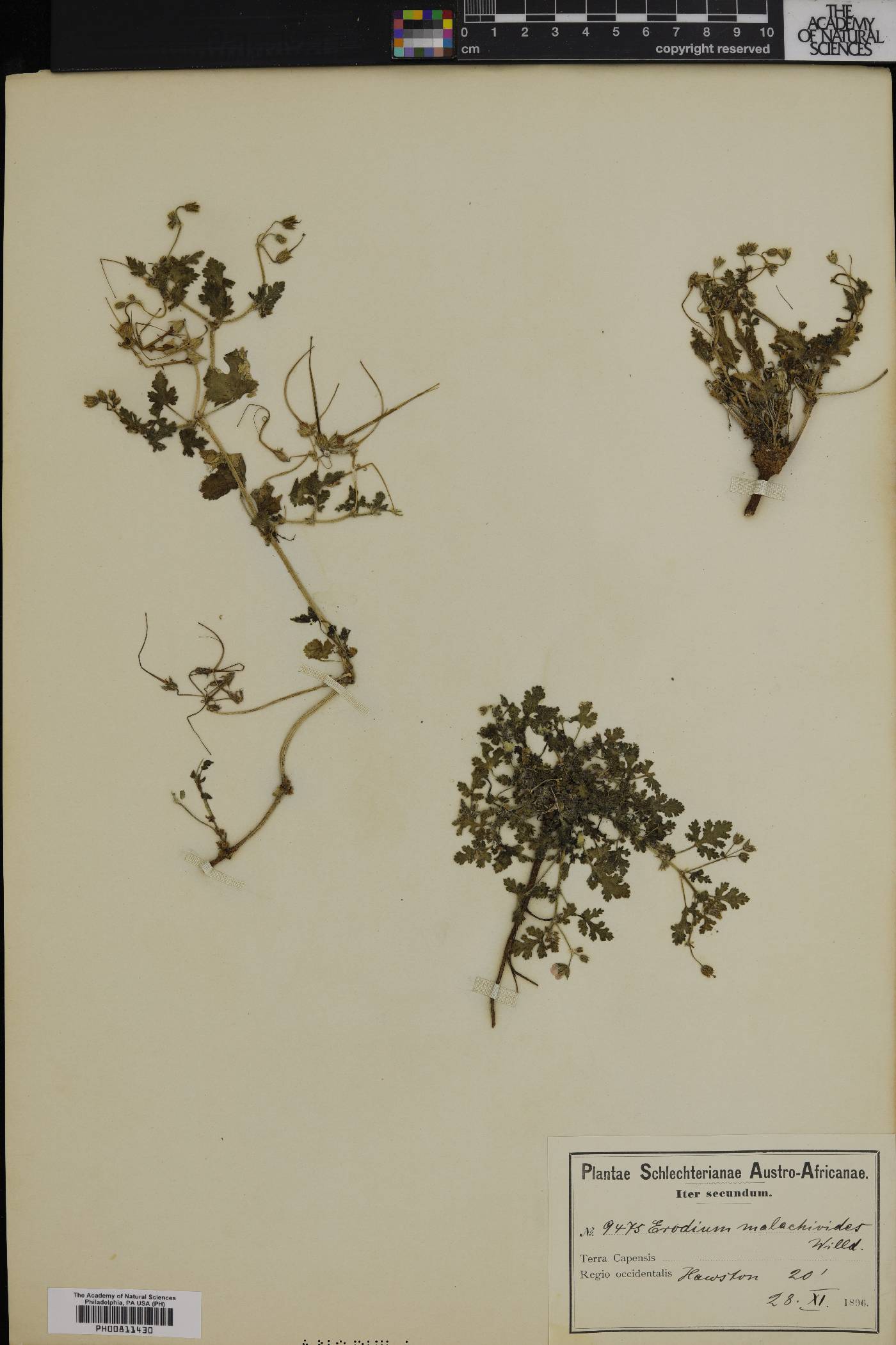 Erodium malachoides image
