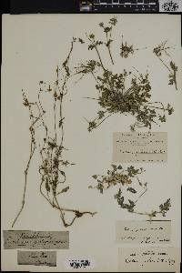 Image of Erodium pulverulentum