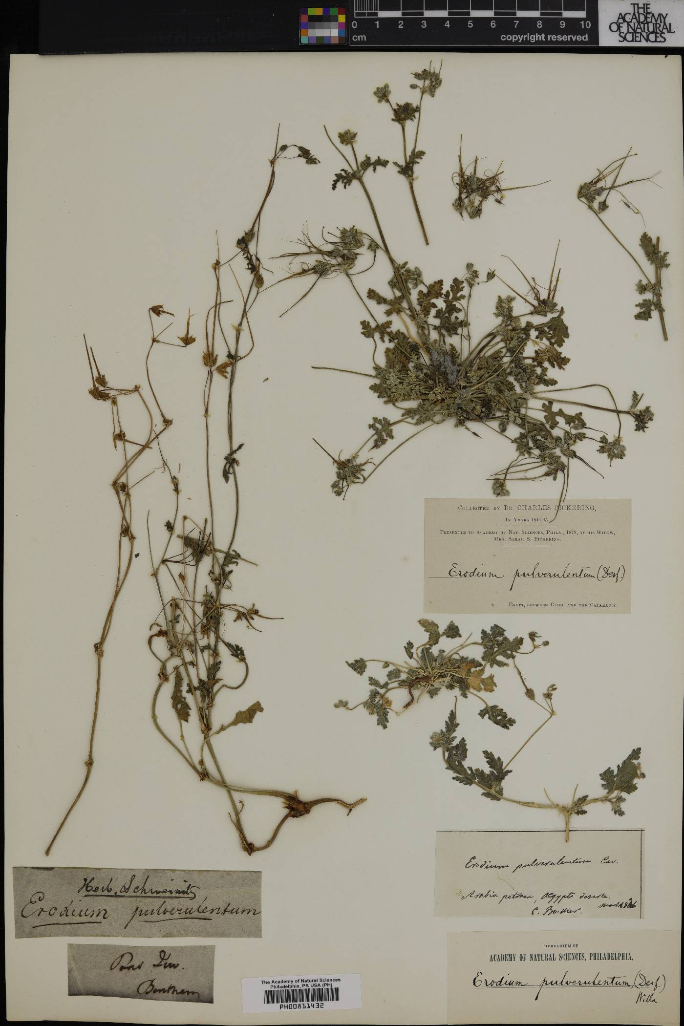 Erodium pulverulentum image