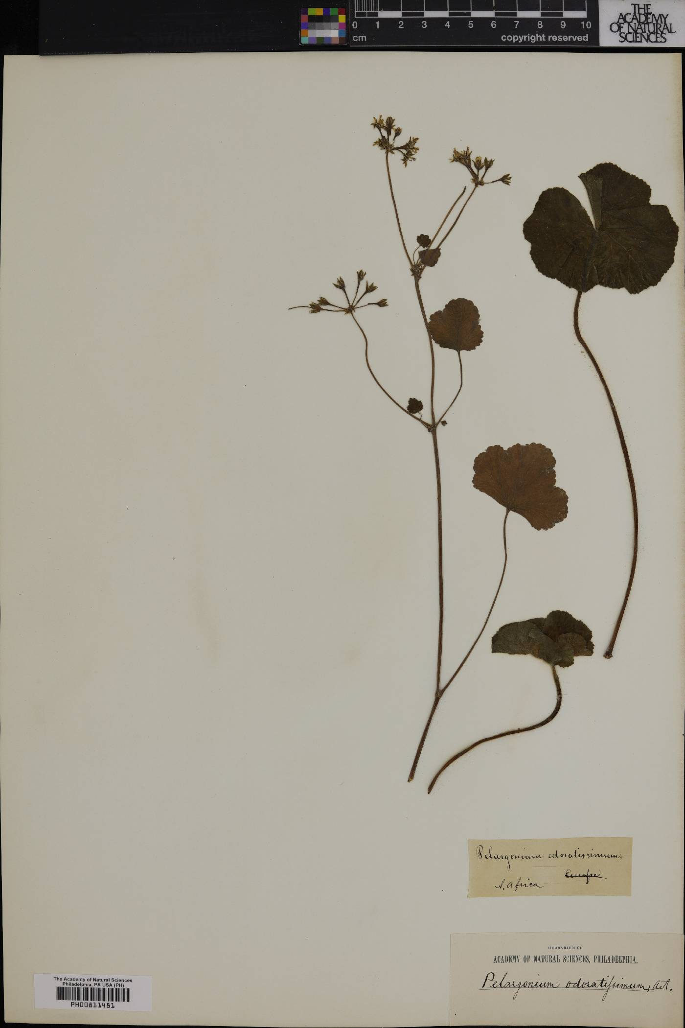 Pelargonium odoratissimum image