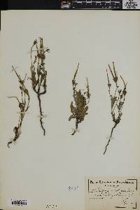 Image of Pelargonium oenotherae