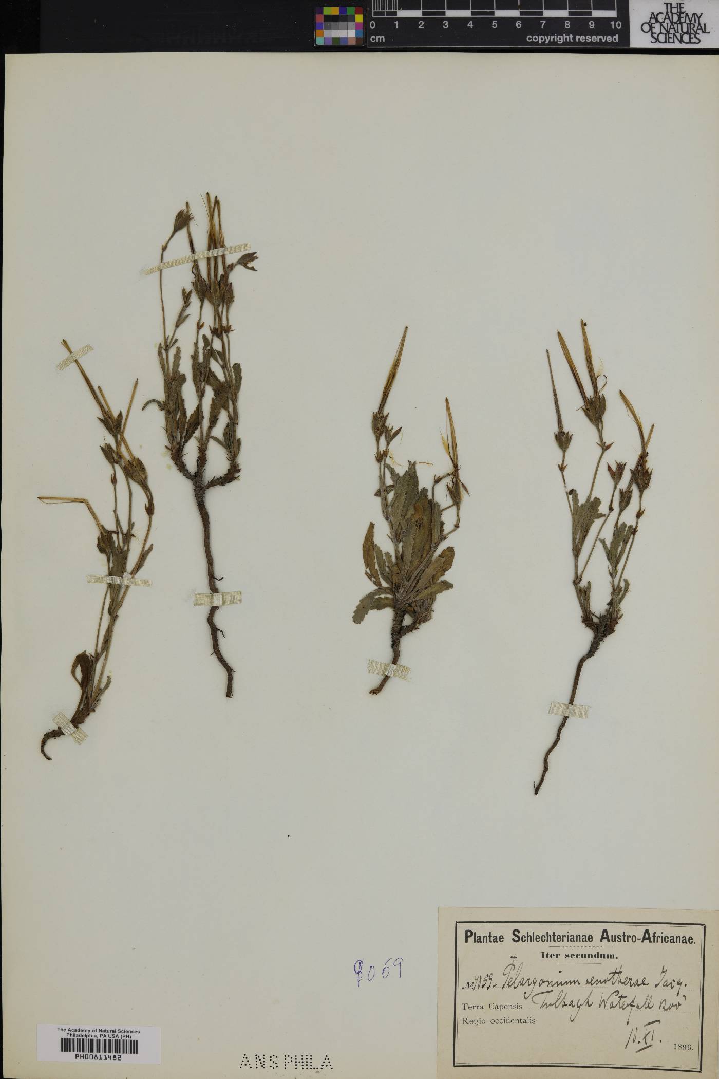 Pelargonium oenotherae image