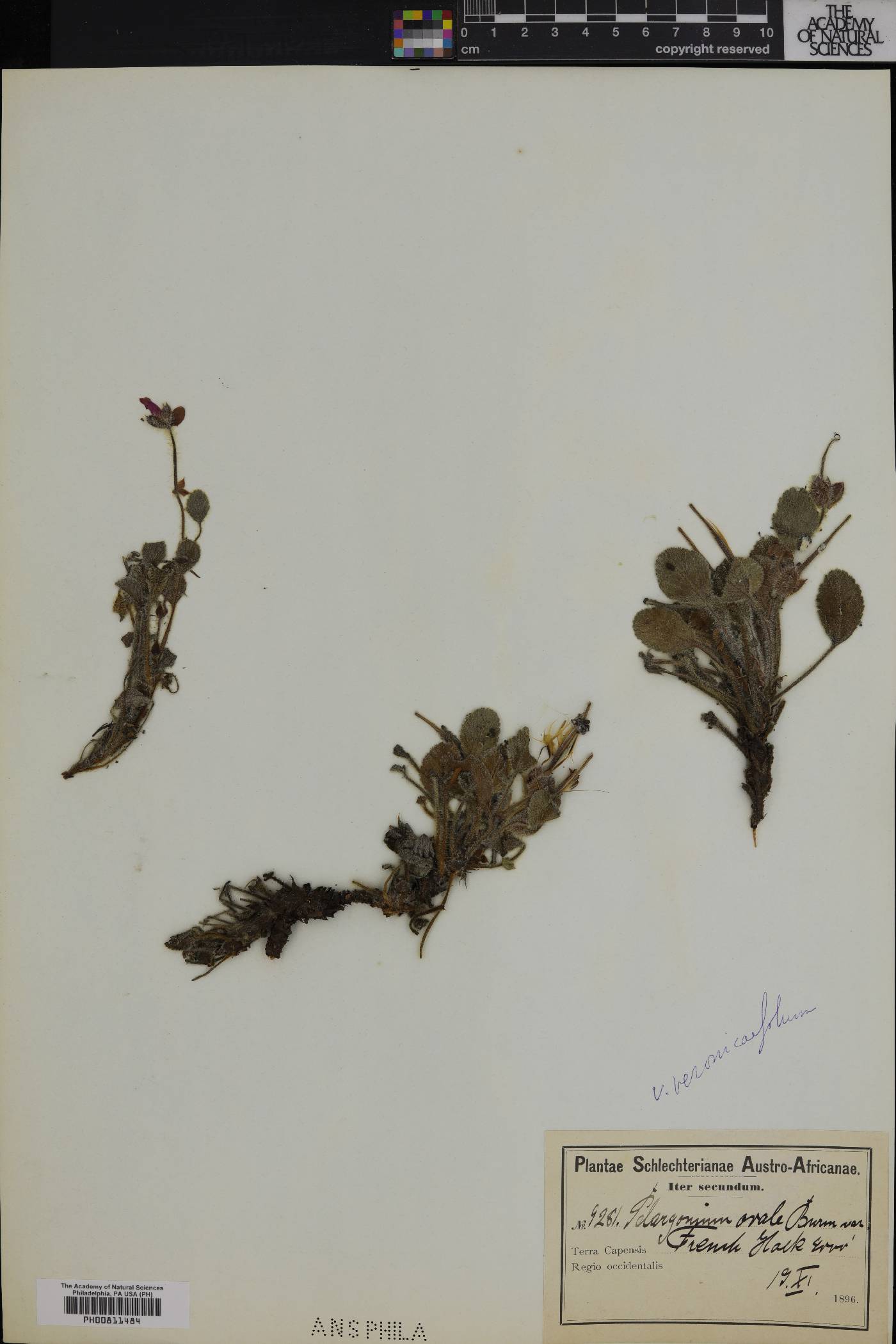 Pelargonium ovale image