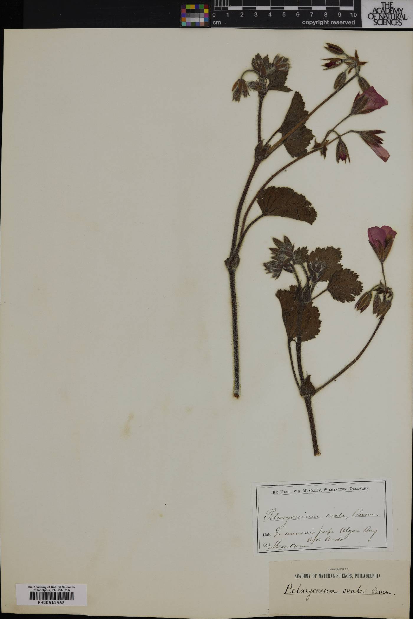 Pelargonium ovale image