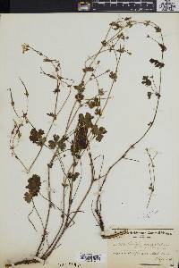 Image of Pelargonium patulum