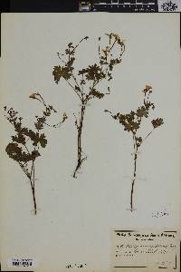 Pelargonium patulum image