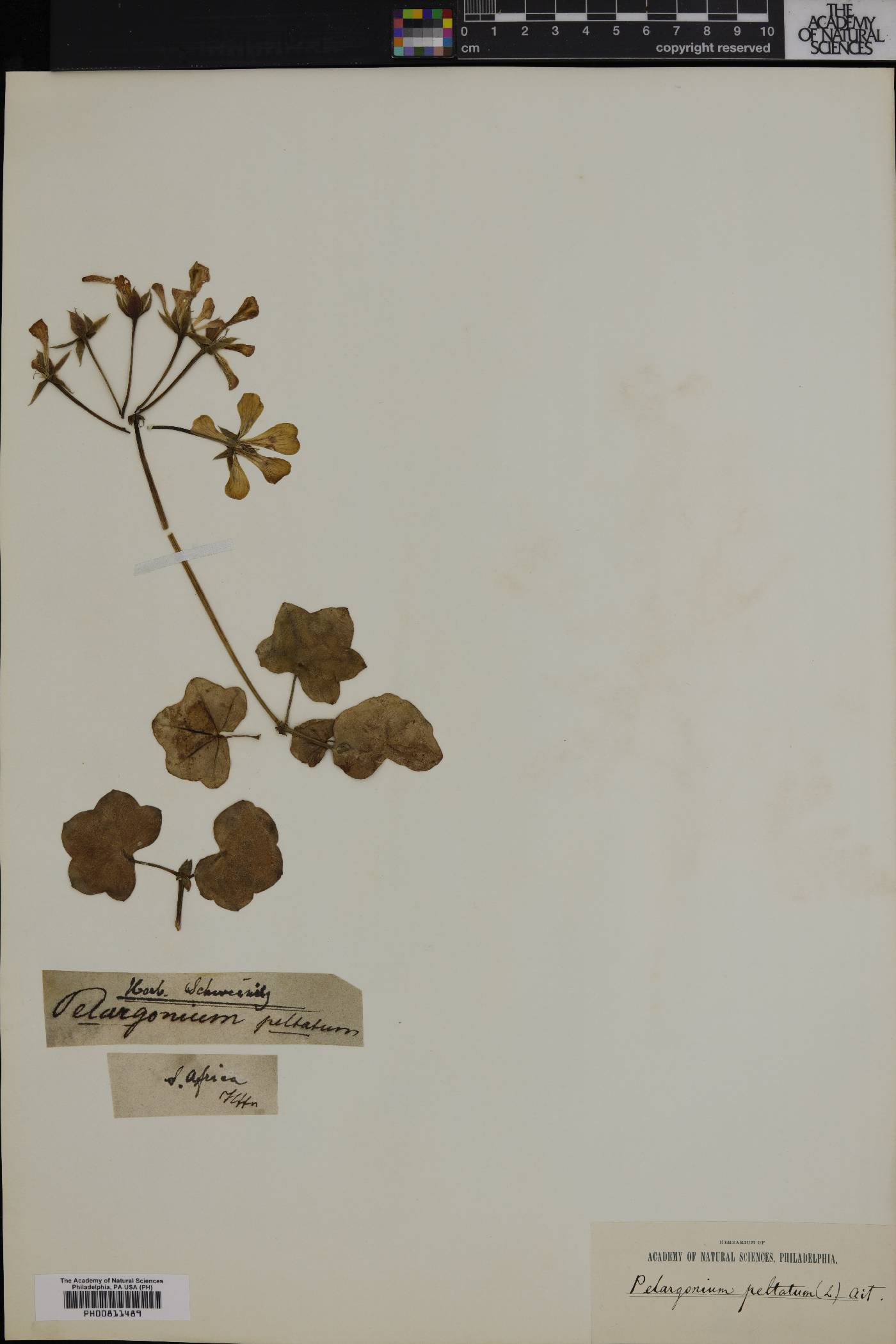 Pelargonium peltatum image