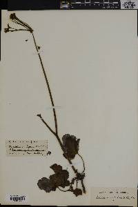 Pelargonium pulverulentum image