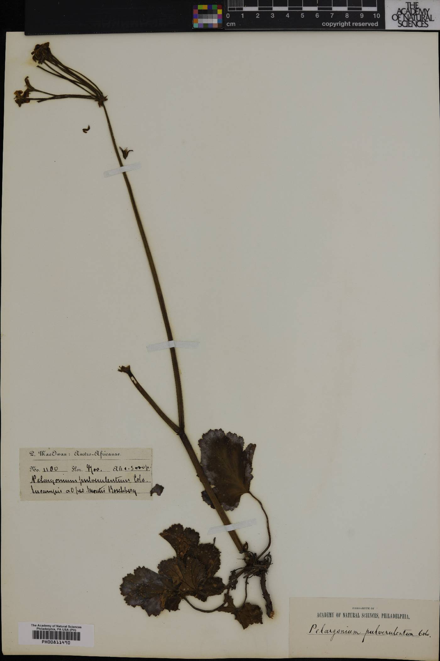 Pelargonium pulverulentum image