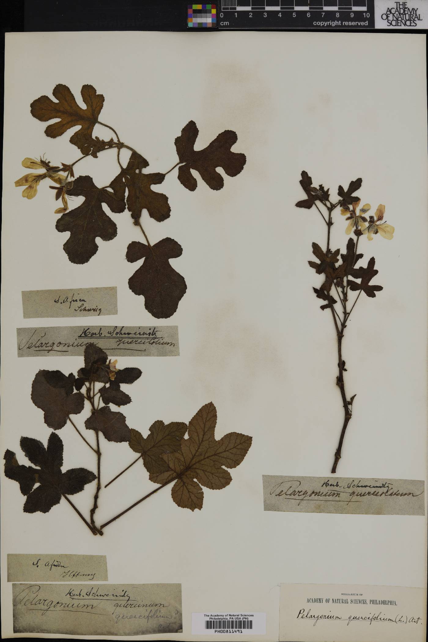 Pelargonium quercifolium image