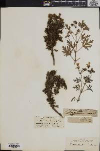 Image of Pelargonium radula