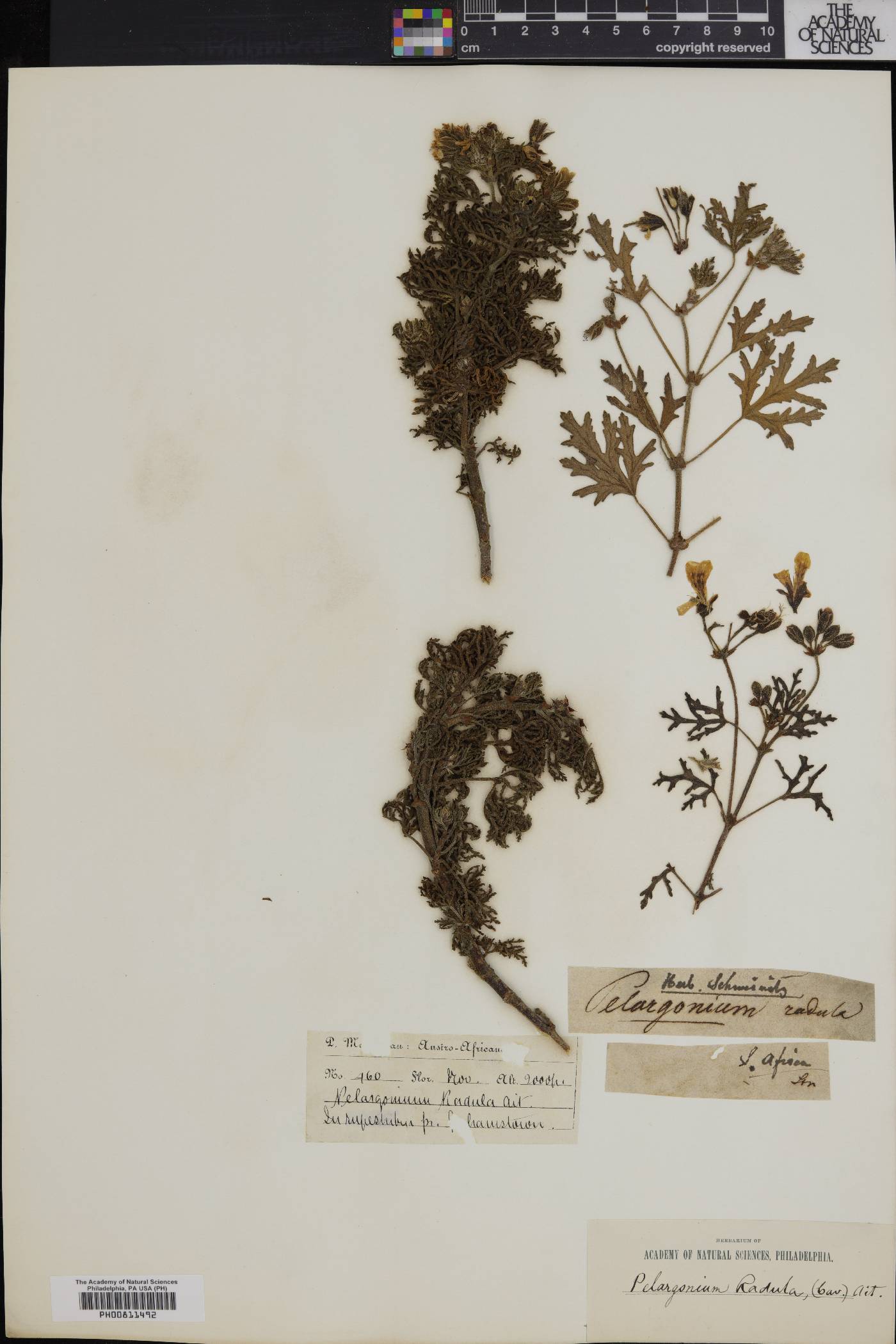 Pelargonium radula image