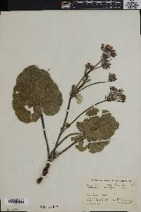 Pelargonium reniforme image