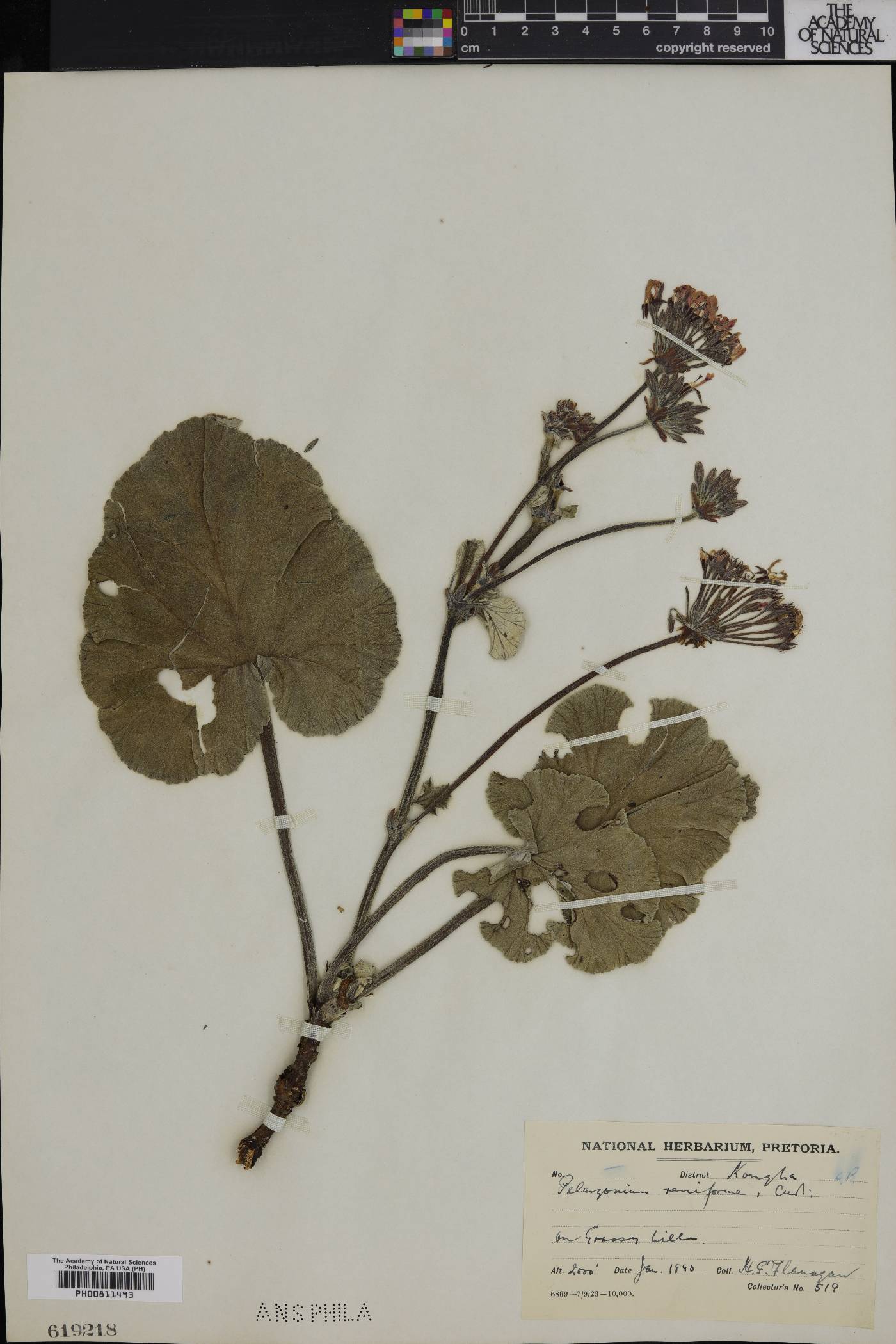 Pelargonium reniforme image