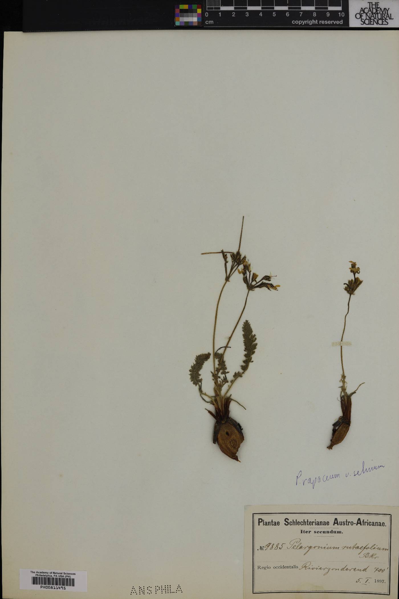 Pelargonium rapaceum image