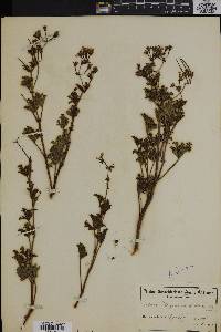 Image of Pelargonium scabrum