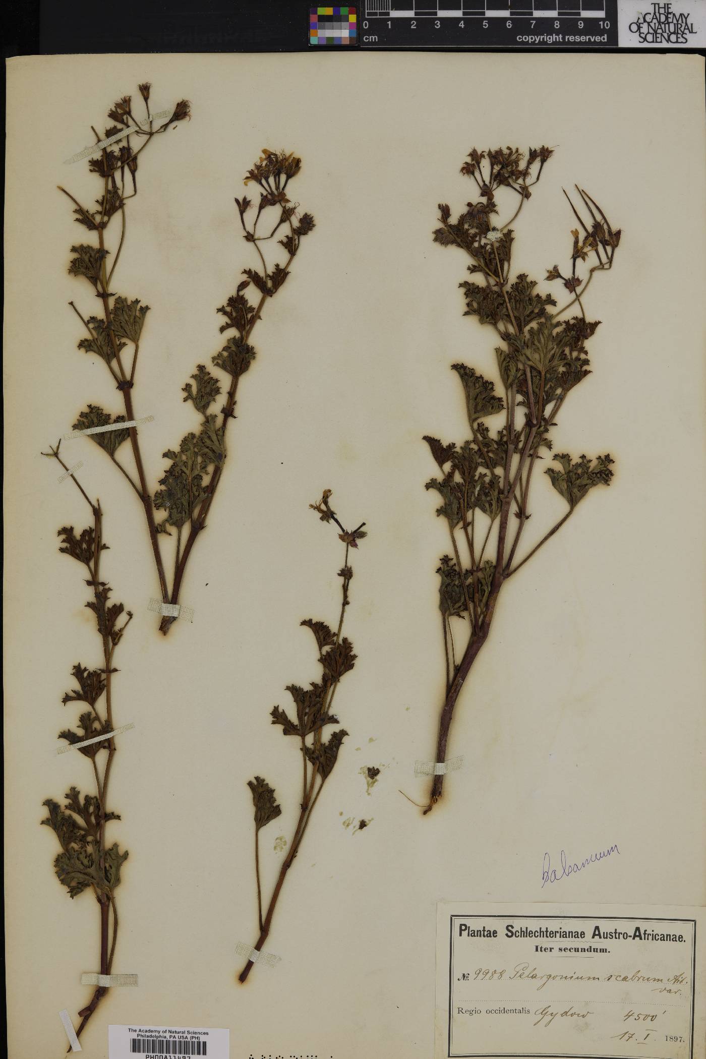 Pelargonium scabrum image