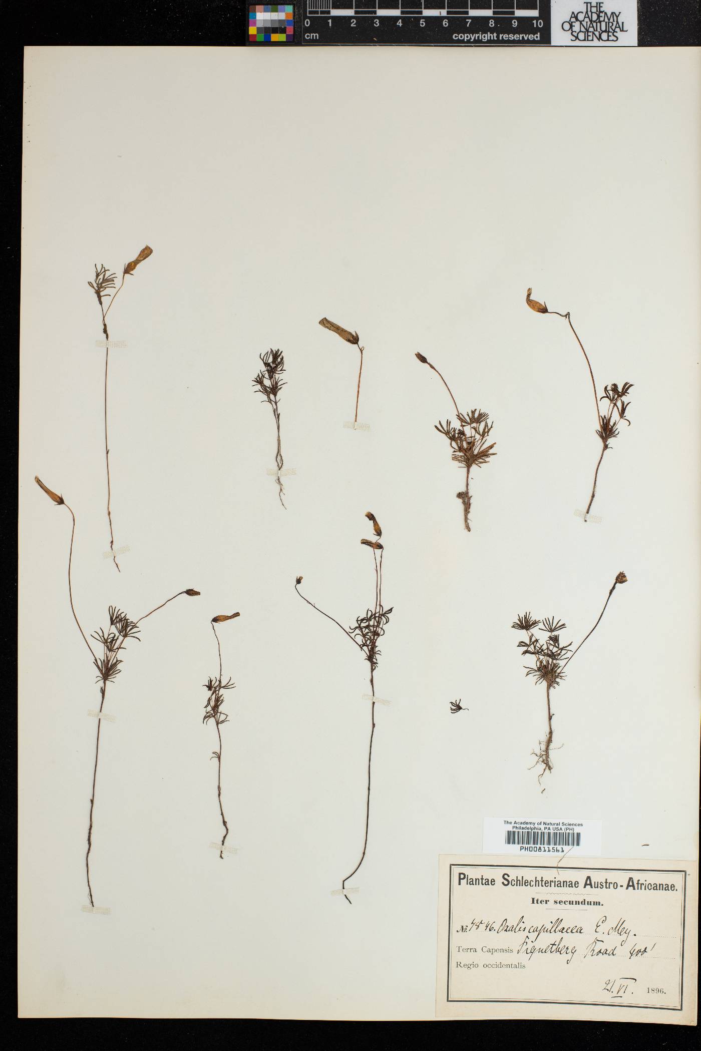 Oxalis capillacea image