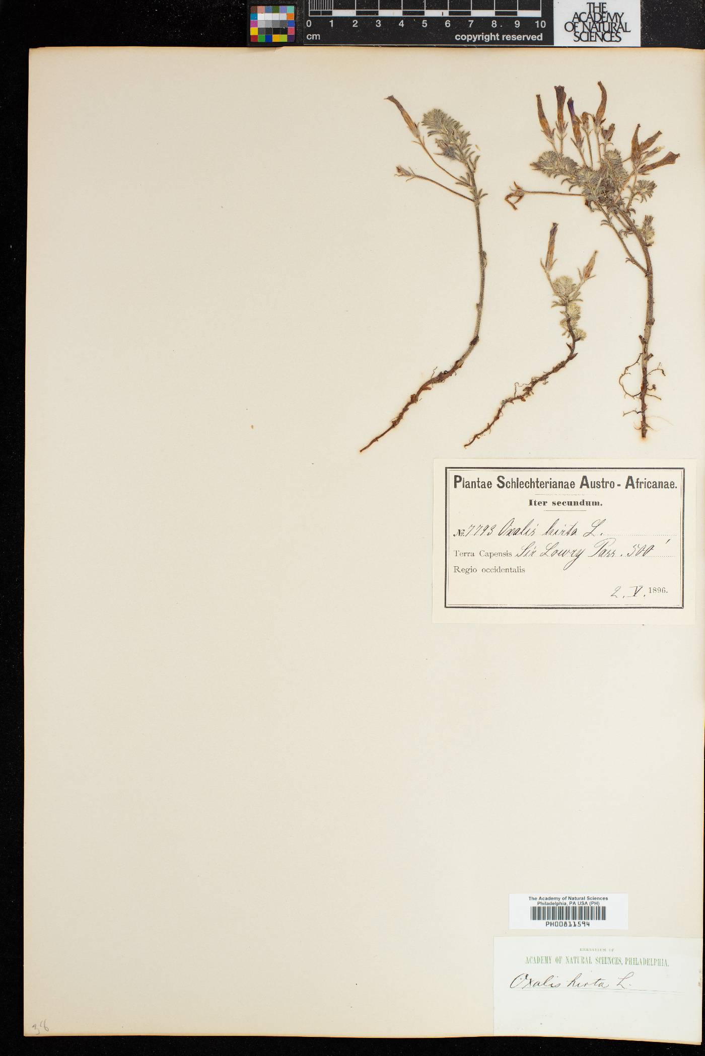 Oxalis hirta image