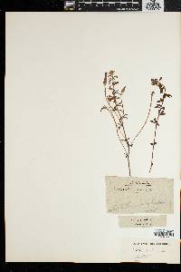 Oxalis fruticosa image