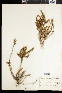 Image of Aspalathus incurvifolia