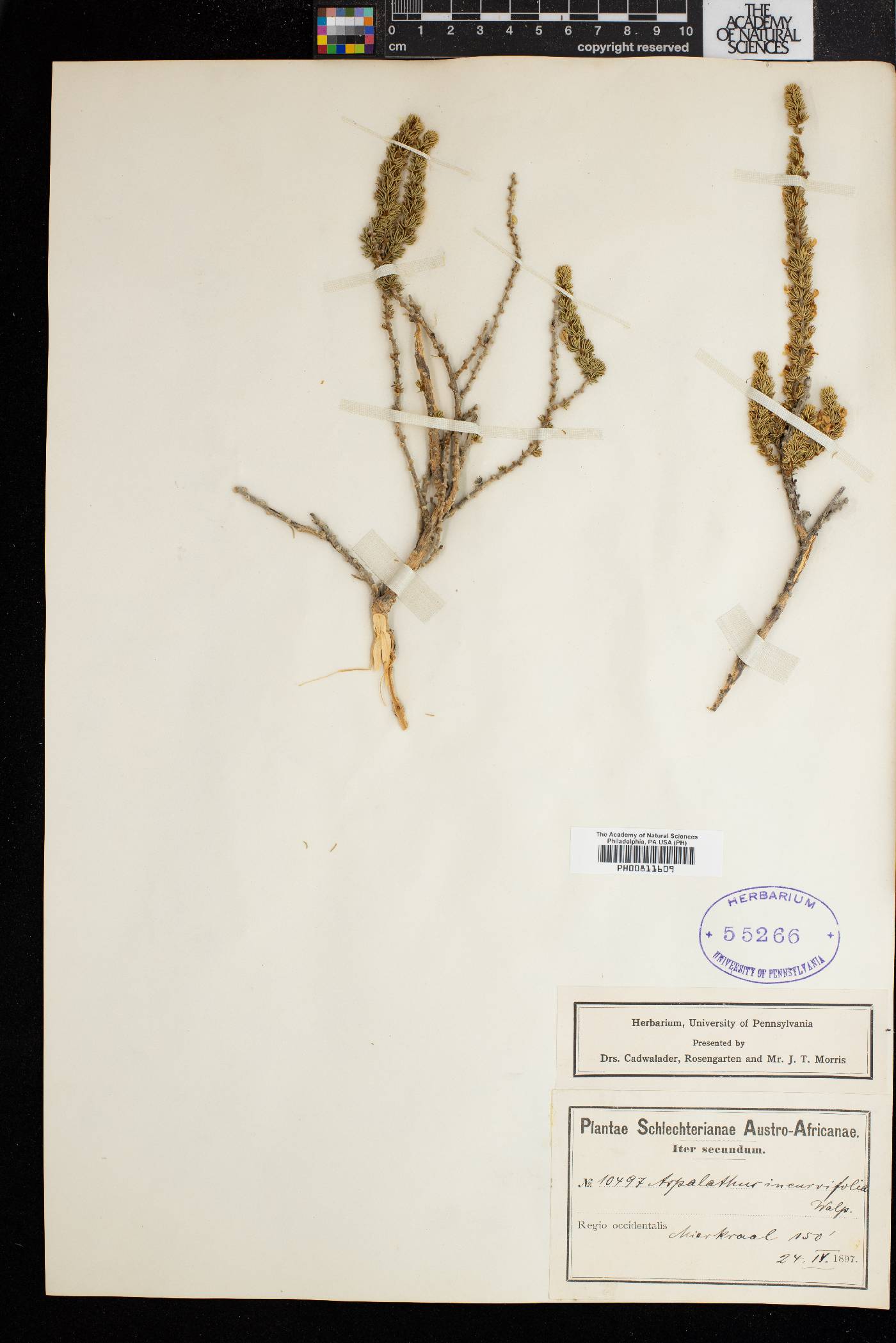 Aspalathus incurvifolia image