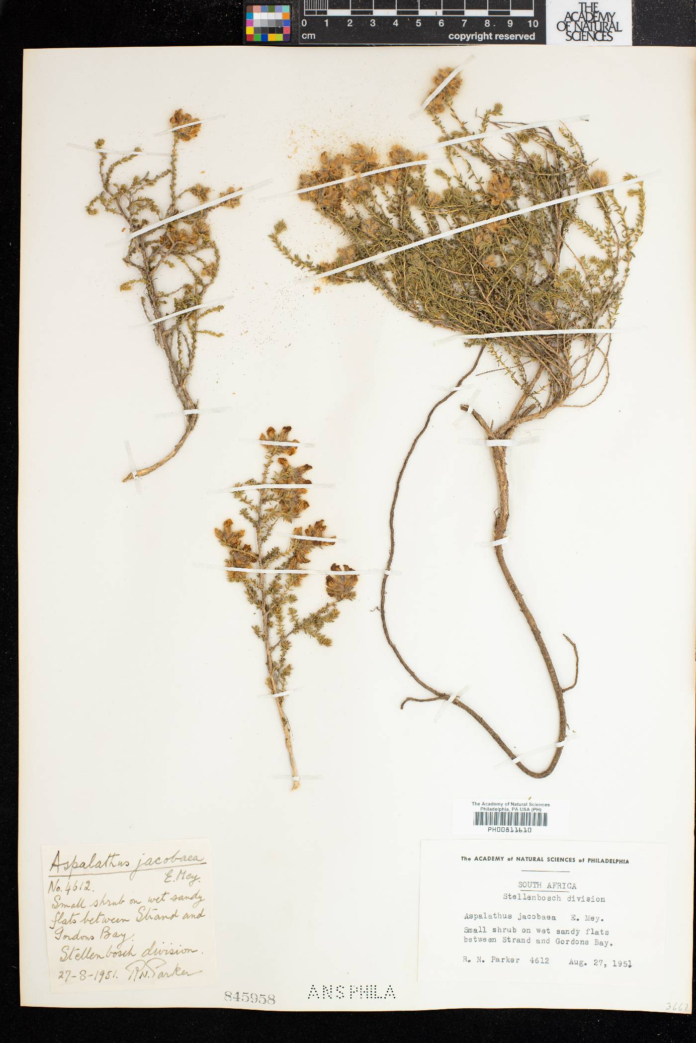 Aspalathus quinquefolia subsp. quinquefolia image