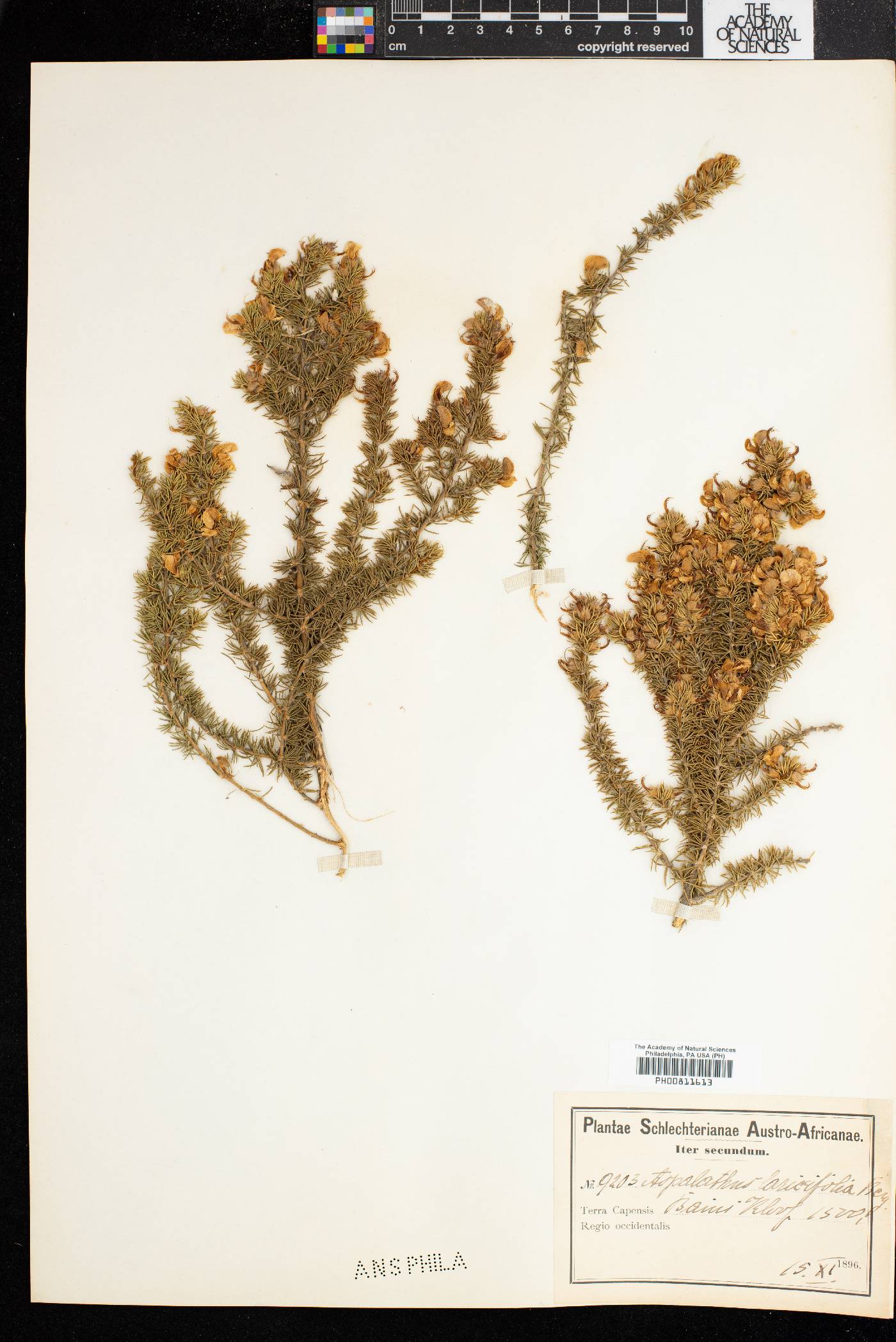 Aspalathus laricifolia image