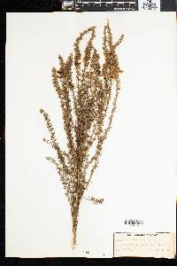 Aspalathus laricifolia image