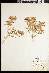 Image of Aspalathus linearifolia