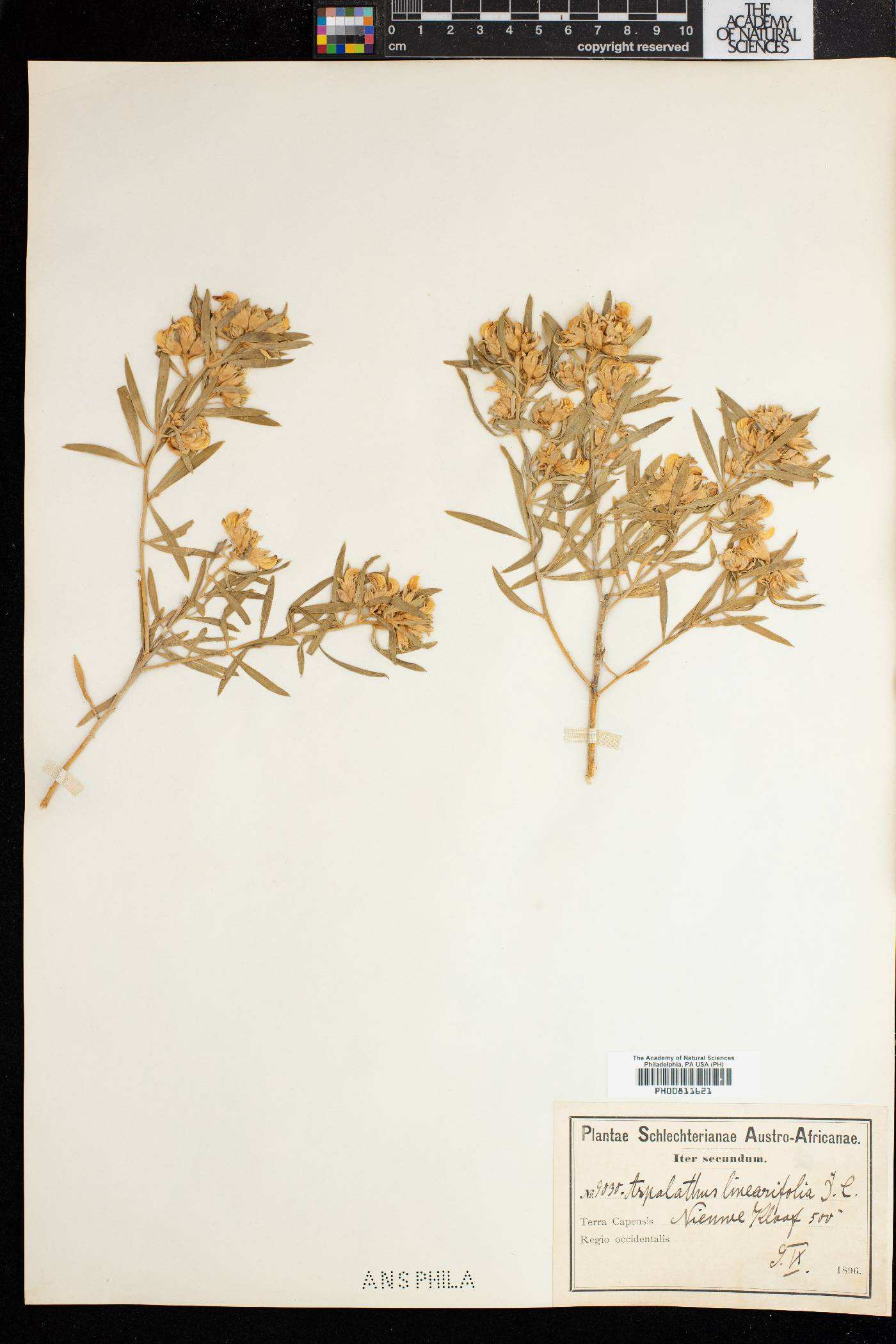 Aspalathus linearifolia image