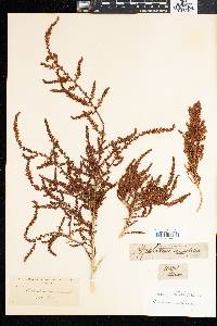 Image of Aspalathus ericifolia