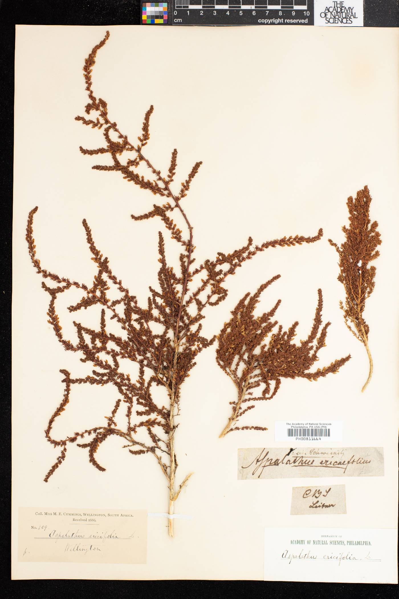 Aspalathus ericifolia image