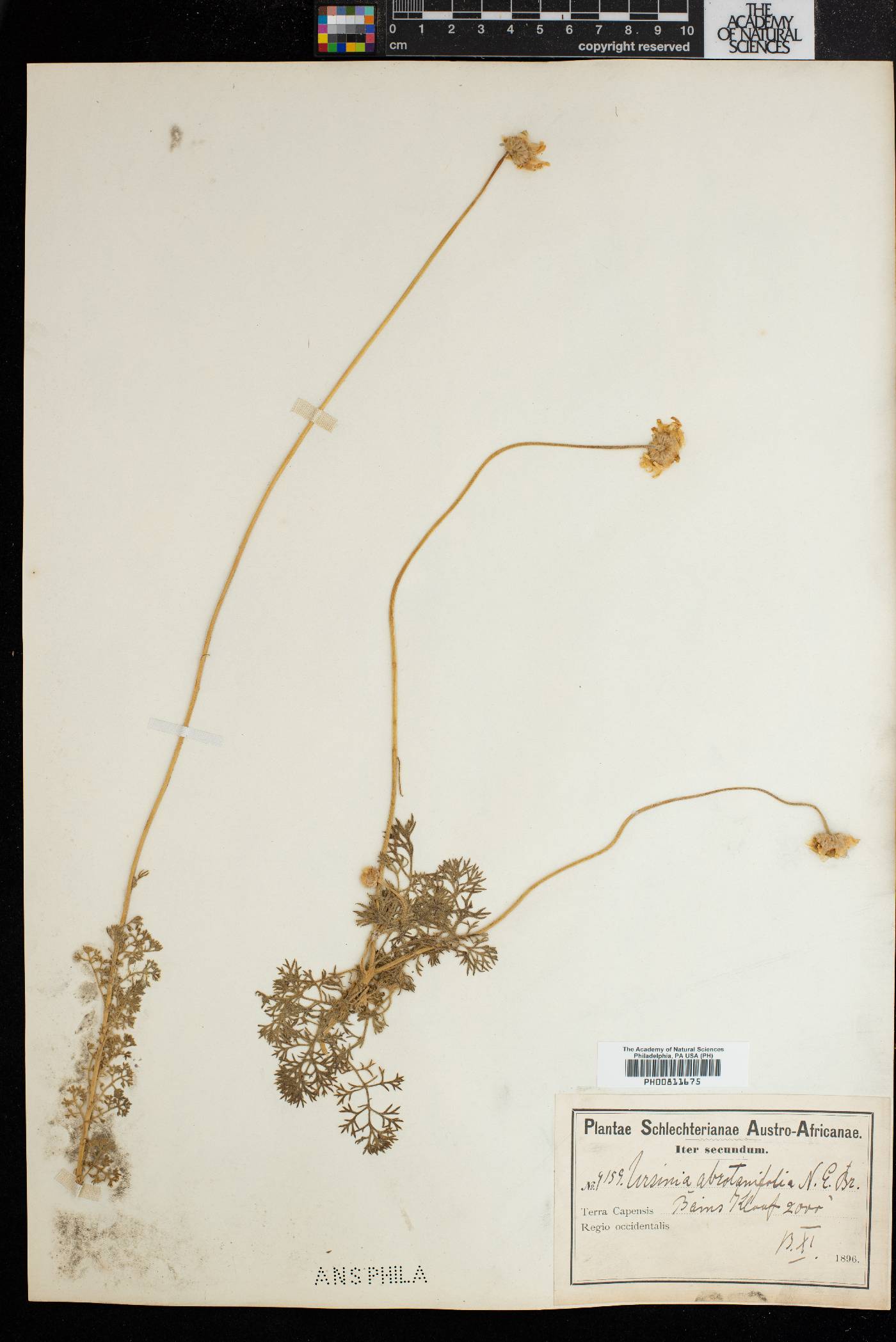 Ursinia abrotanifolia image
