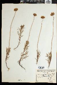 Ursinia paleacea image