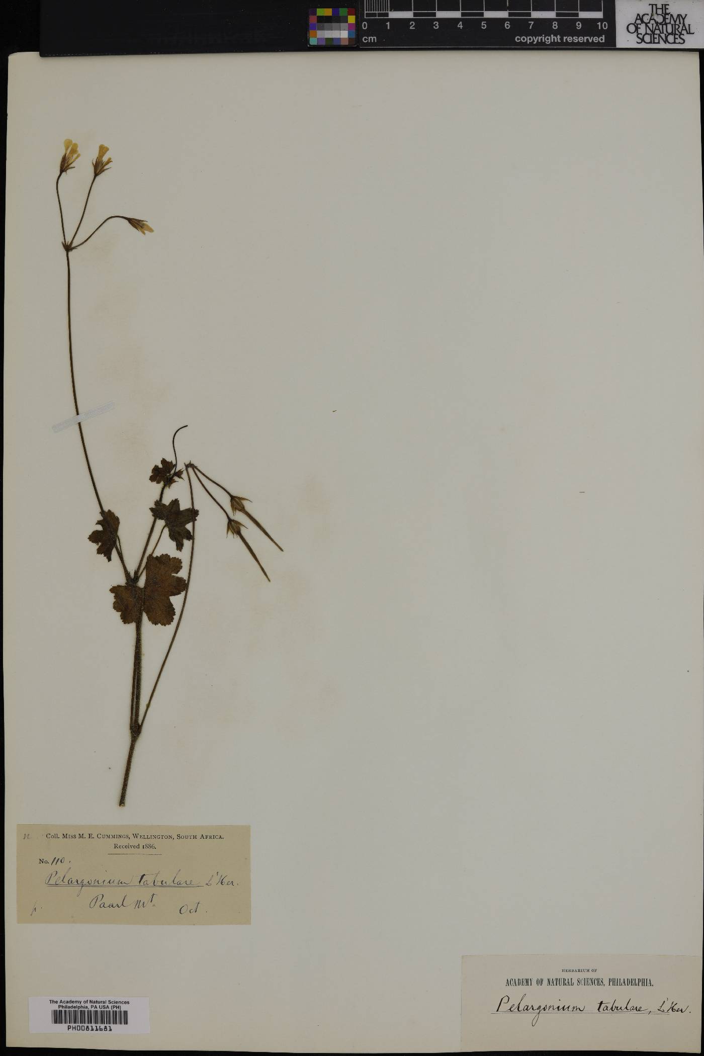 Pelargonium tabulare image