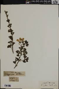 Pelargonium ternatum image
