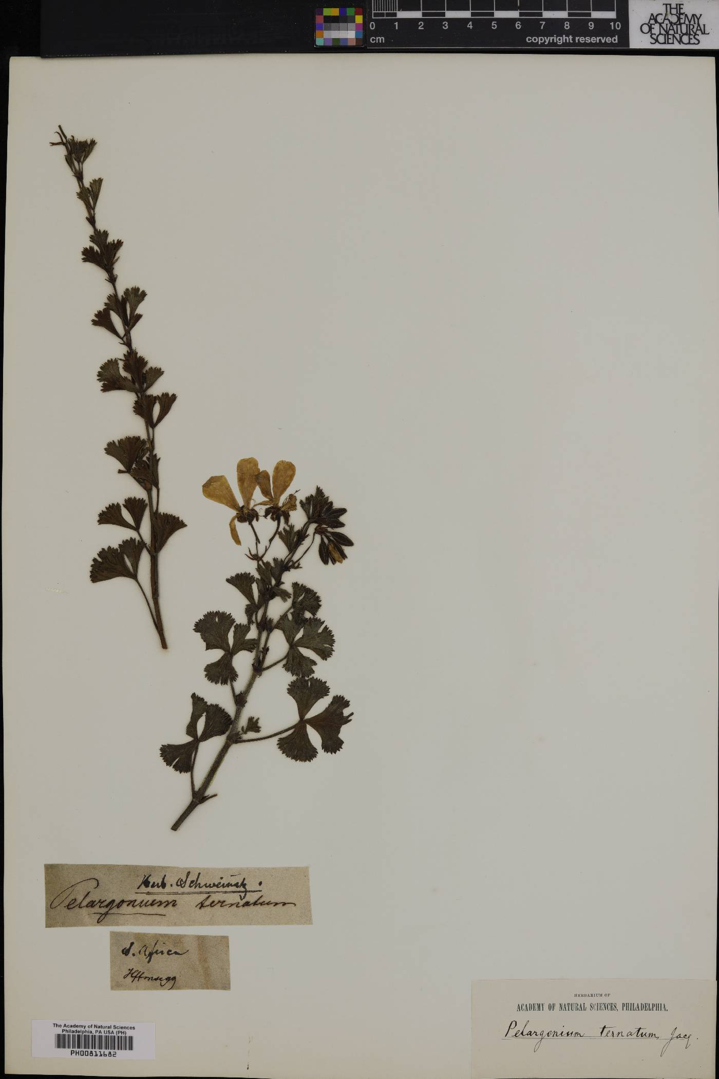 Pelargonium ternatum image