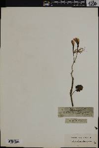 Pelargonium tetragonum image