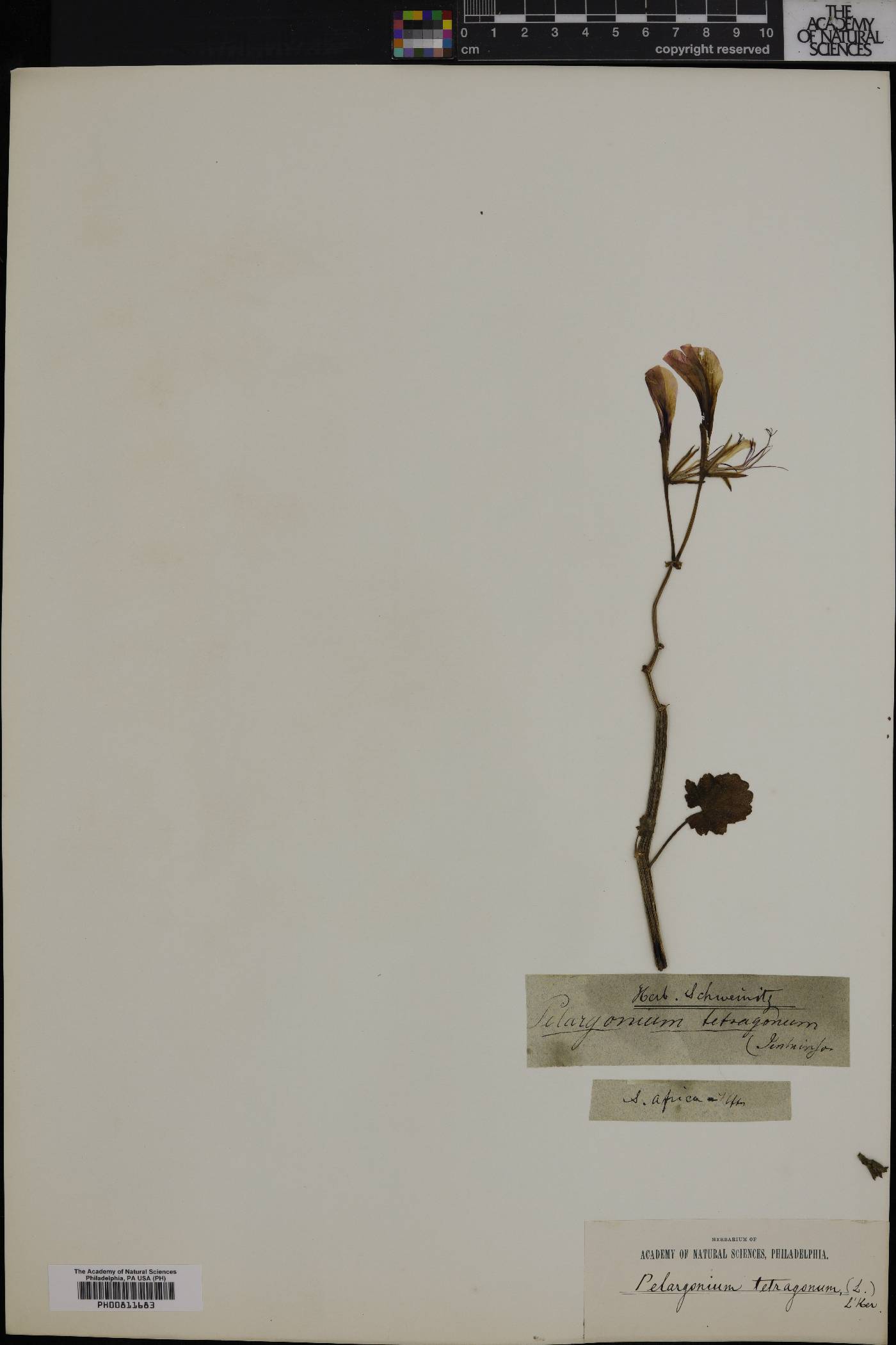 Pelargonium tetragonum image