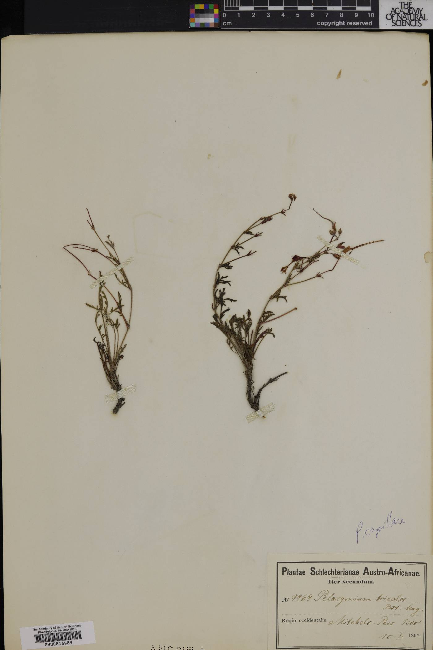 Pelargonium tricolor image