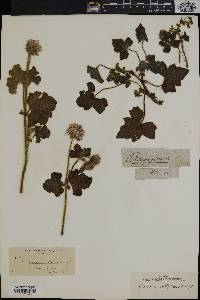 Image of Pelargonium vitifolium