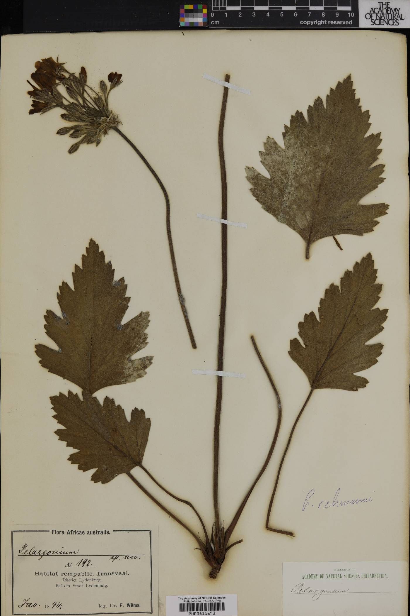 Pelargonium luridum image