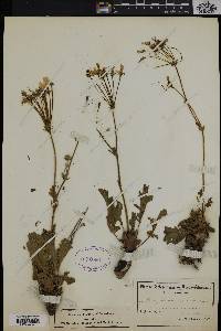 Image of Pelargonium roseum