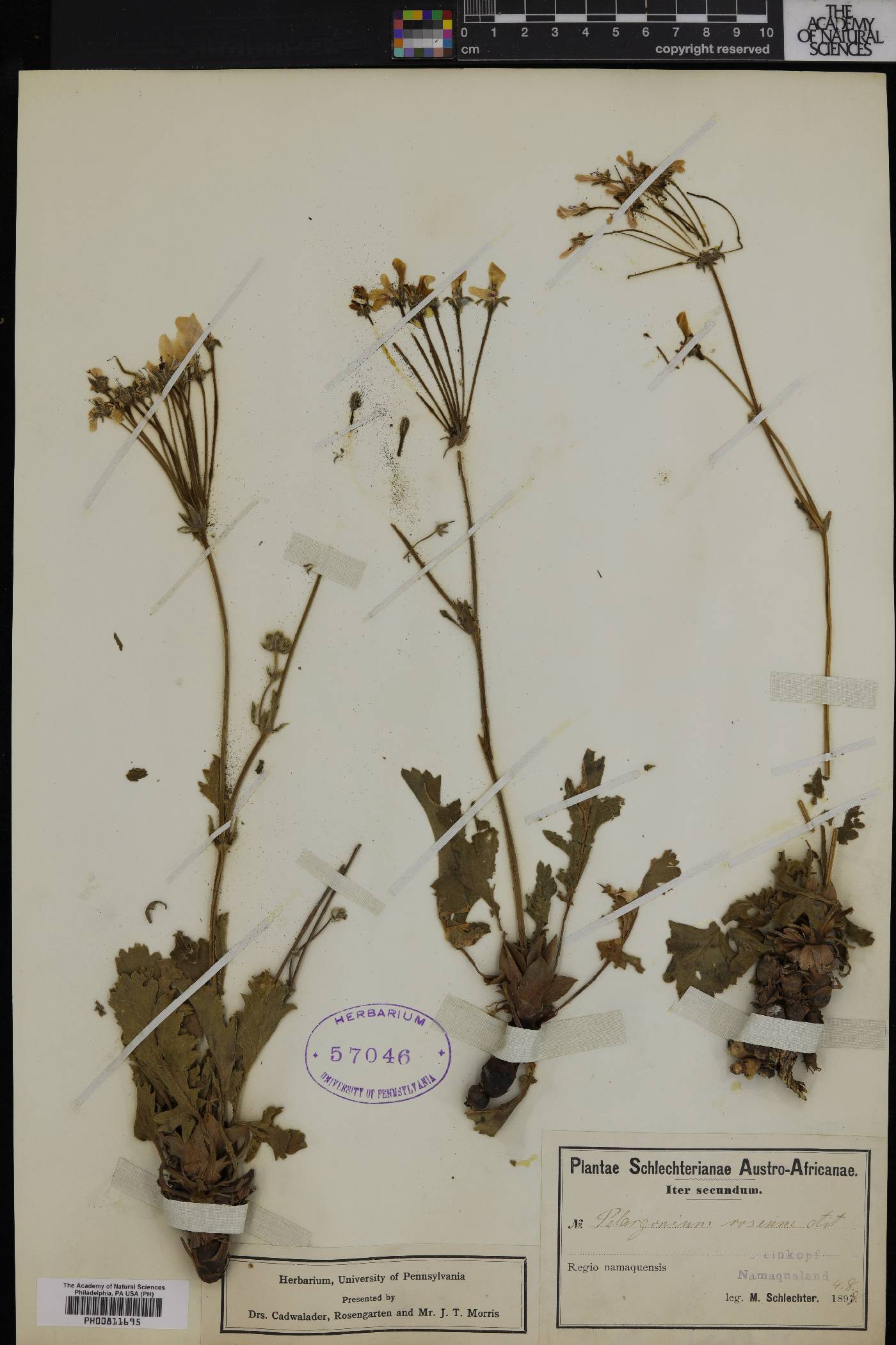 Pelargonium roseum image