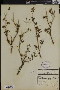 Pelargonium scabrum image