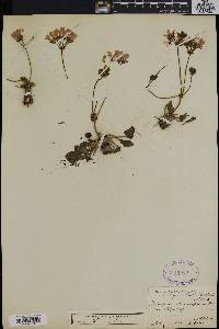 Image of Pelargonium heterophyllum